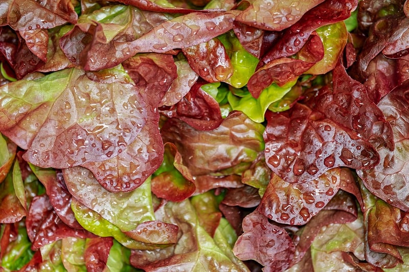 Catering Image
